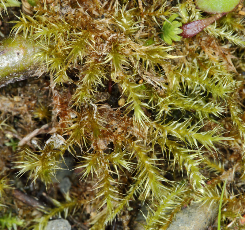 Campylium protensum